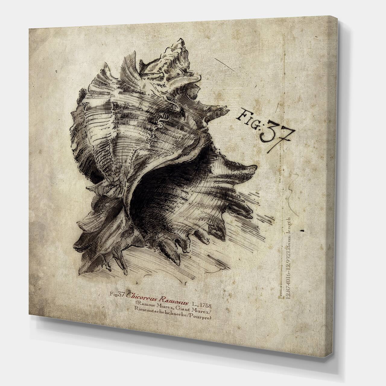 Designart - Sea Shell Old Style Sketch I - Nautical & Coastal Gallery-wrapped Canvas